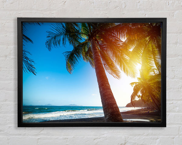 Palm tree close up on beach Framed Print