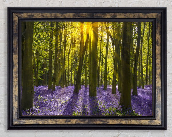 Purple flower greenland Framed Print