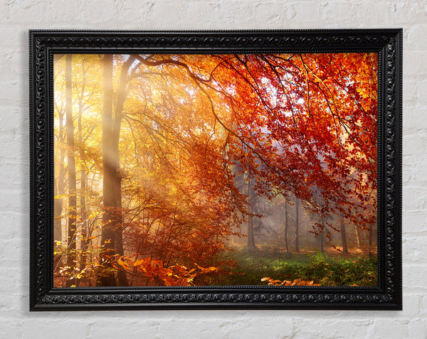 Autumn forest sunrays Framed Print
