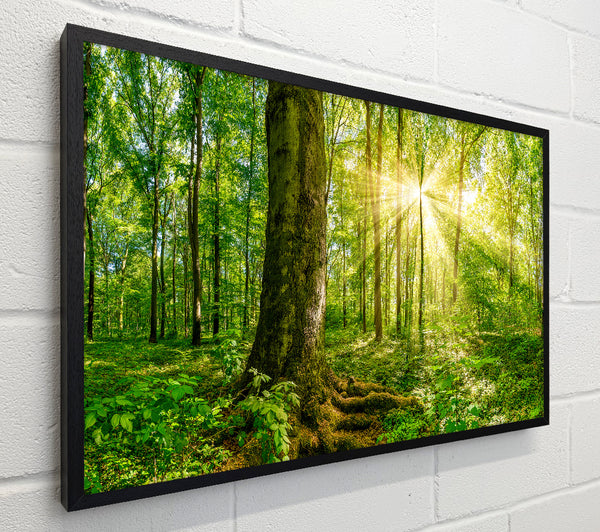 Bright light flare in the forest