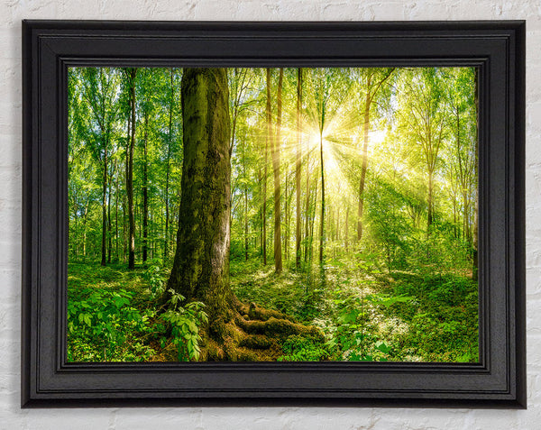 Bright light flare in the forest