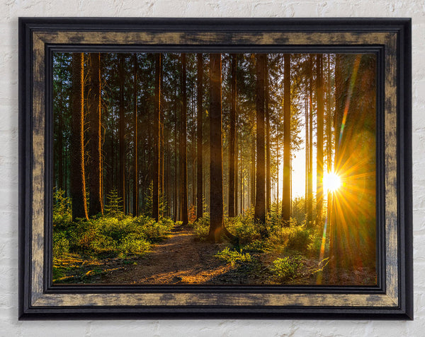 Sunrays forest spectrum Framed Print