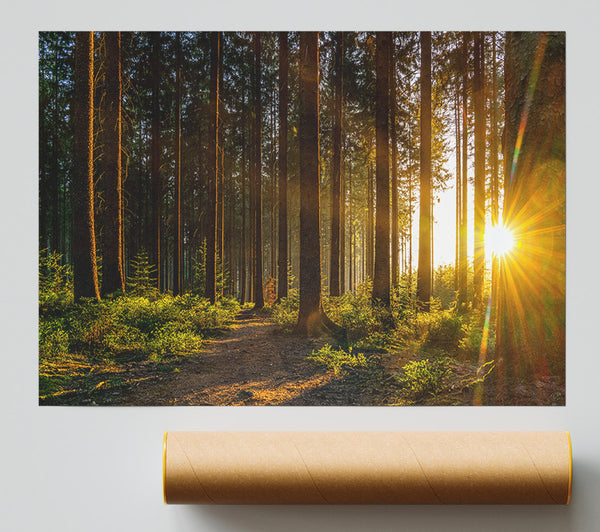 Sunrays Forest Spectrum Poster