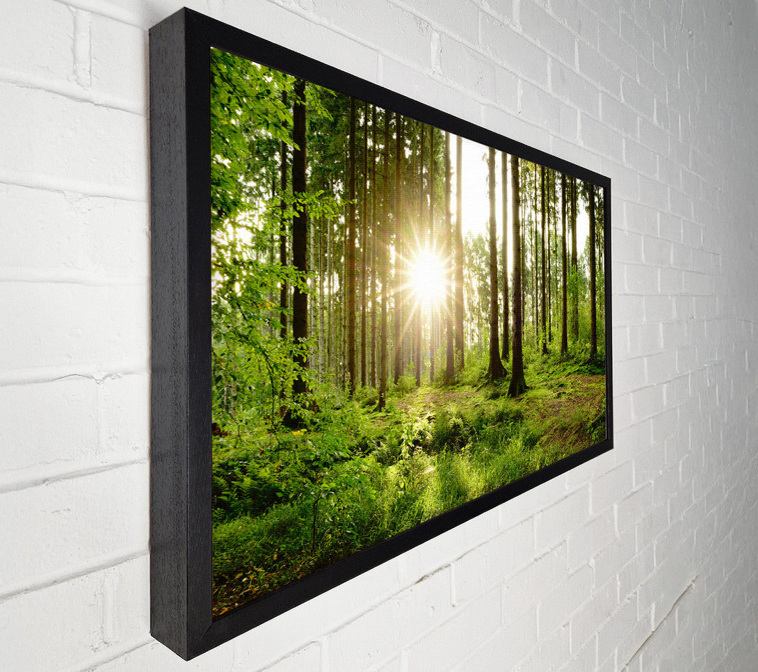  A Canvas Print of Sunshine in the green woodlands Canvas Print