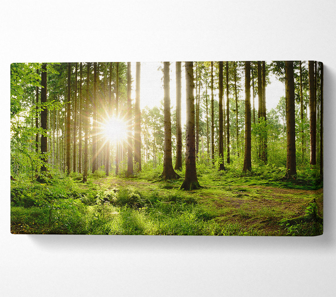 A Canvas Print of Sunshine in the green woodlands Canvas Print