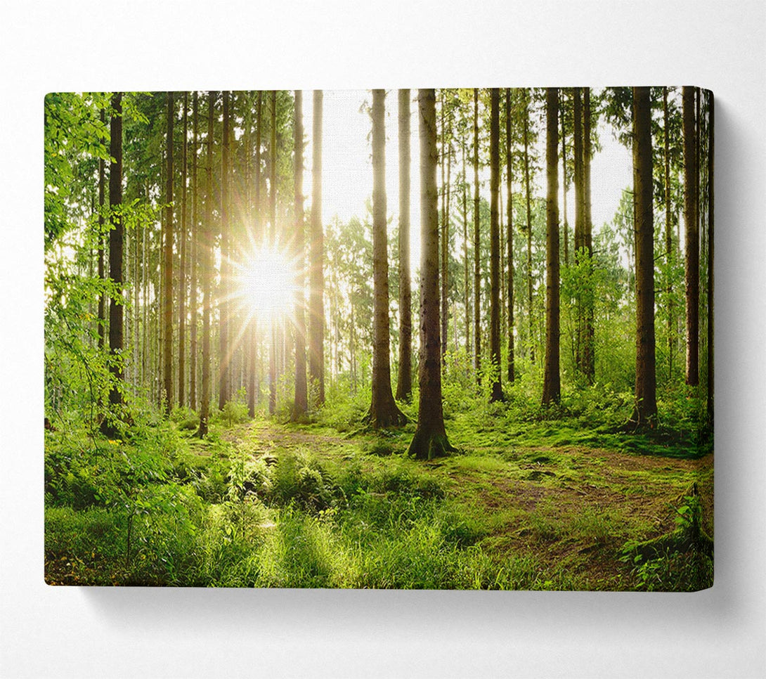  A Canvas Print of Sunshine in the green woodlands Canvas Print