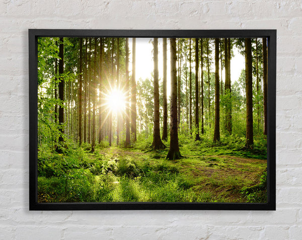 Sonnenschein im grünen Wald