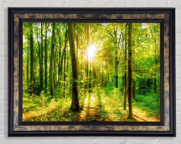 Green forest beauty Framed Print