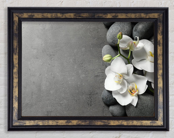 White Orchid on grey pebbles Framed Print