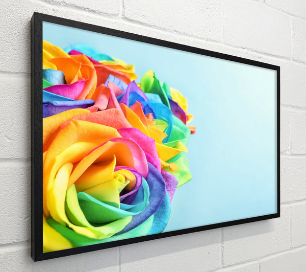 Rose colour rainbow