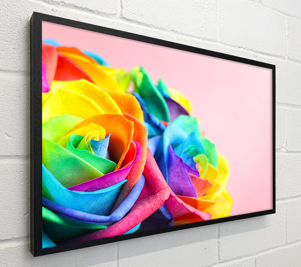 Rainbow closeup rose