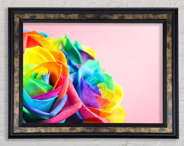 Rainbow closeup rose Framed Print
