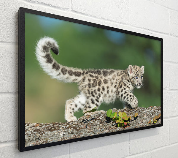Leopard Cub walking a branch