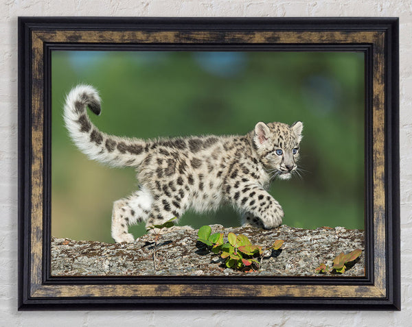 Leopard Cub walking a branch Framed Print