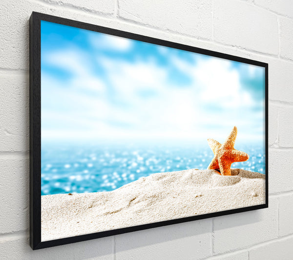 starfish on the beach