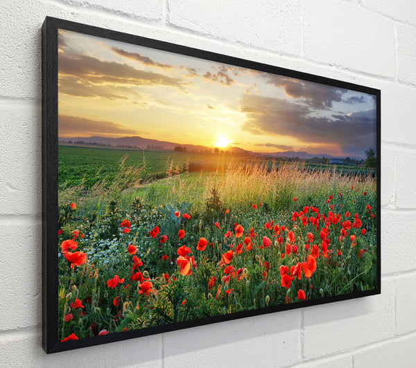 Red poppies in the green countryside