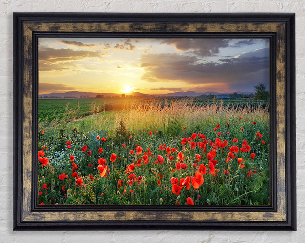 Red poppies in the green countryside Framed Print