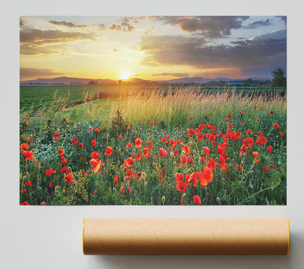 Red Poppies In The Green Countryside Print