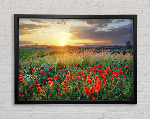 Rote Mohnblumen in der grünen Landschaft