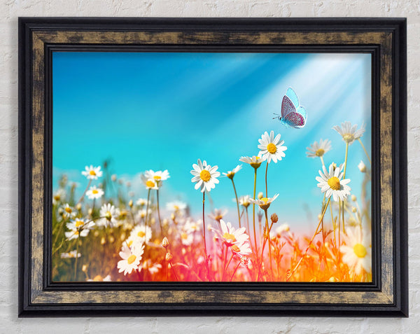 Butterfly landing on a daisy Framed Print