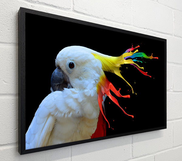 cockatoo colour splash