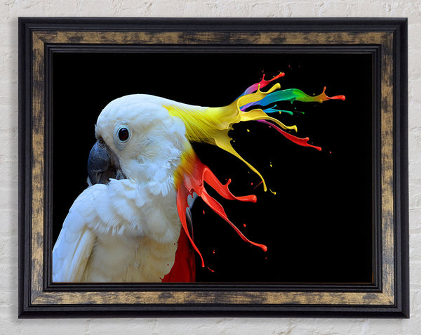 cockatoo colour splash Framed Print