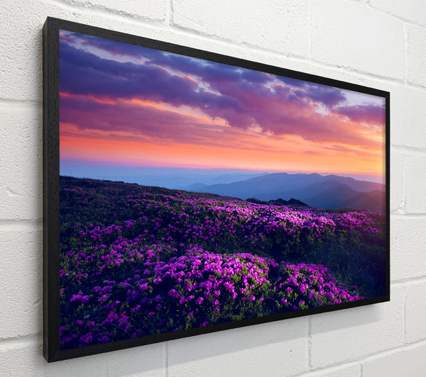 Purple Meadow mountains