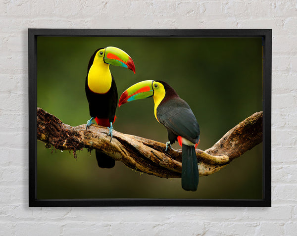 Two Toucans on branch