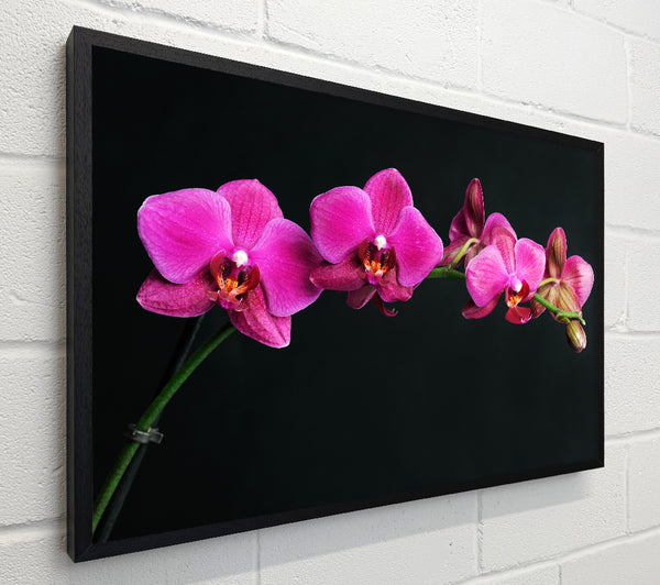 Pink Orchids Curve