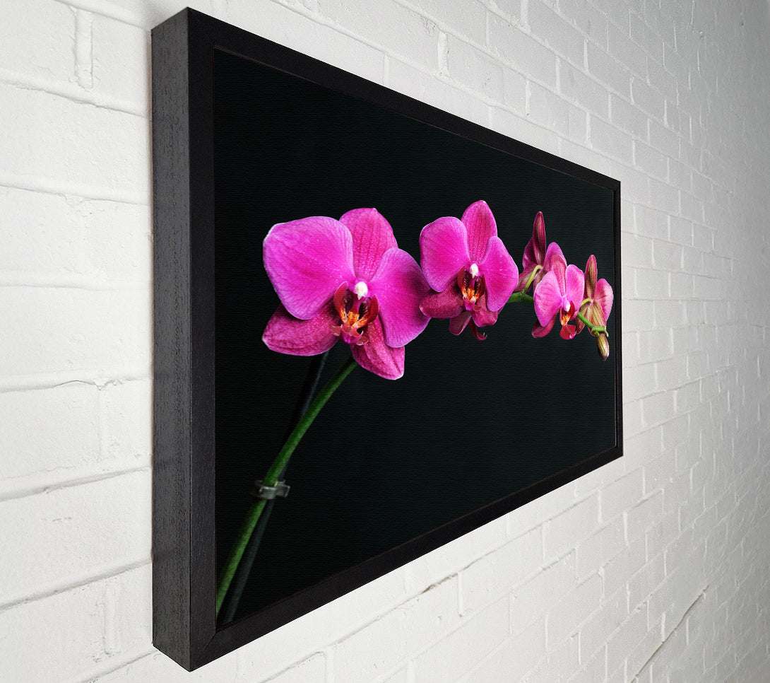  A Canvas Print of Pink Orchids Curve Canvas Wall Art