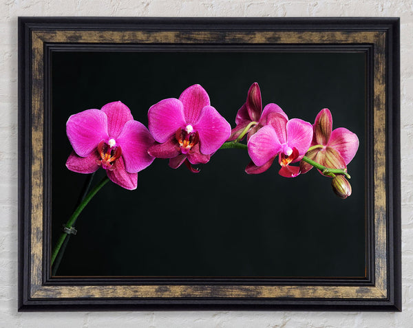 Pink Orchids Curve Framed Print