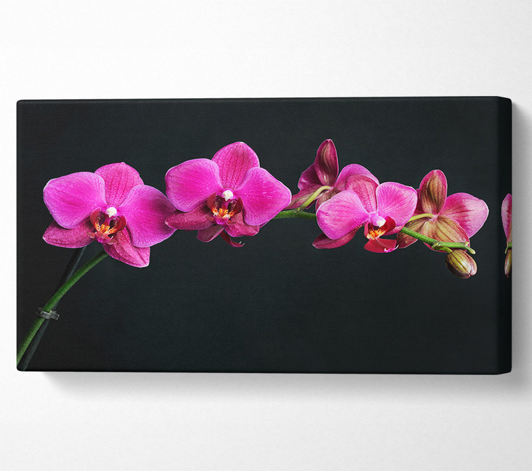  A Canvas Print of Pink Orchids Curve Canvas Wall Art
