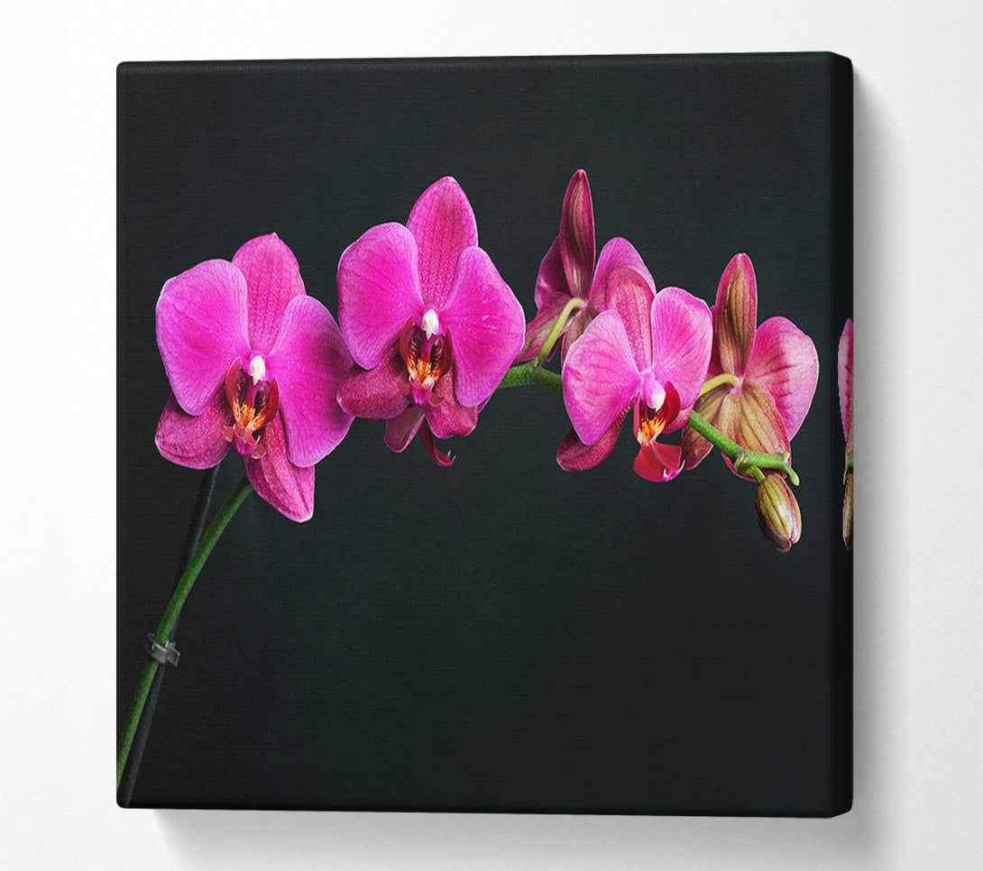  A Canvas Print of Pink Orchids Curve Canvas Wall Art