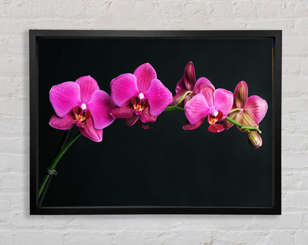Rosa Orchideen Kurve