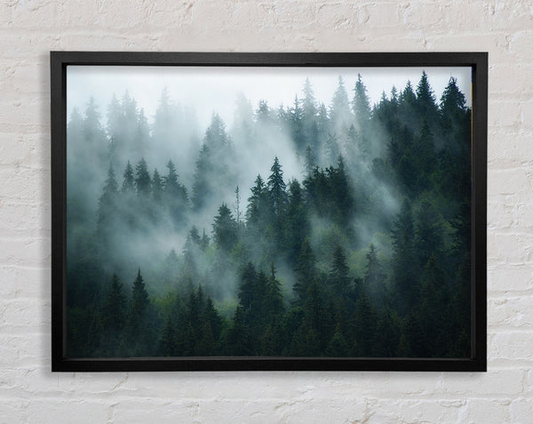 Nebel im dichten Wald