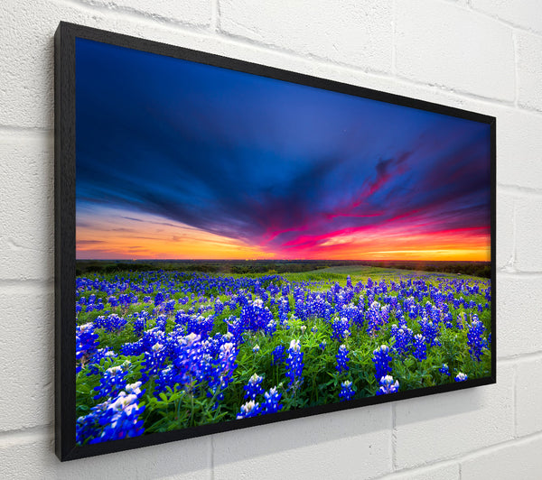 Vibrant skies above blue flowers