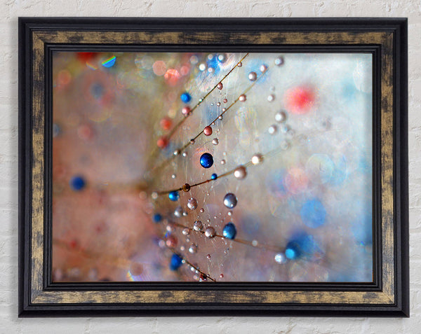 Droplets of colour on a flower Framed Print