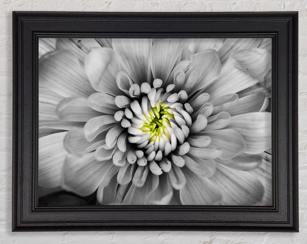 Close up flower in black and white Framed Print