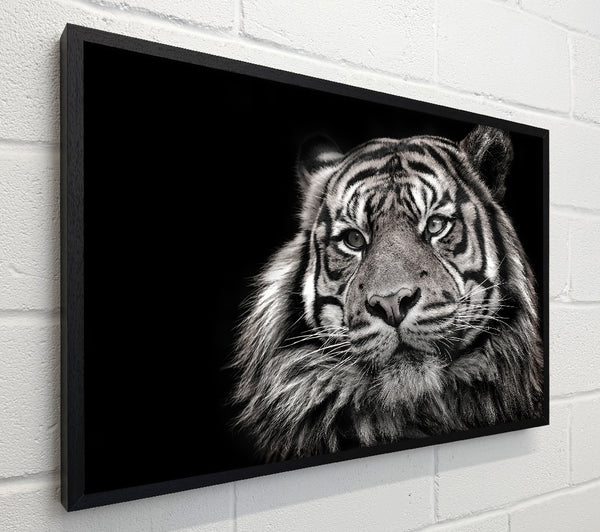 Handsome Black and white tiger