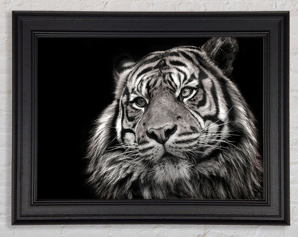 Handsome Black and white tiger Framed Print