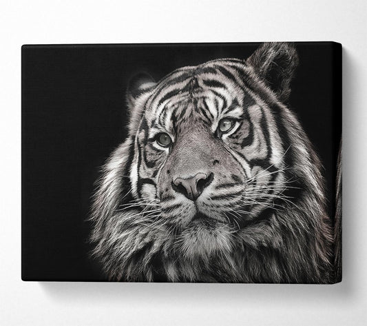 Handsome Black and white tiger Canvas Wall Art