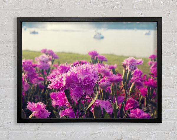 Rosa Blumen auf dem Land