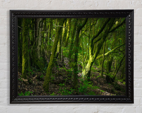 Dense Green Mossy Forest Framed Print