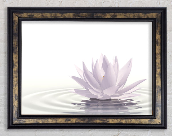 White lotus on rippled water Framed Print