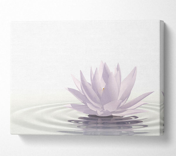  A Canvas Print of White lotus on rippled water Canvas Art