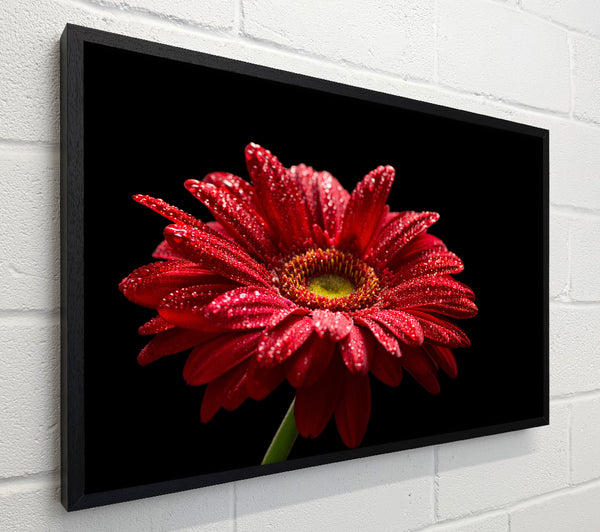 Red gerbera with rain droplets