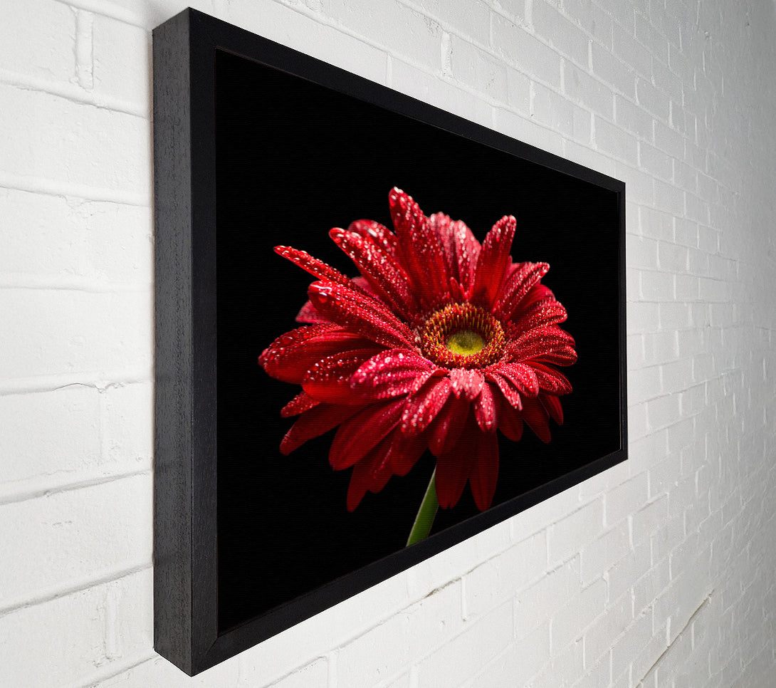  A Canvas Print of Red gerbera with rain droplets Canvas Art
