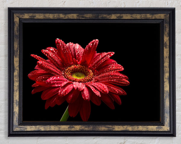 Red gerbera with rain droplets Framed Print