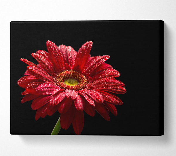  A Canvas Print of Red gerbera with rain droplets Canvas Art