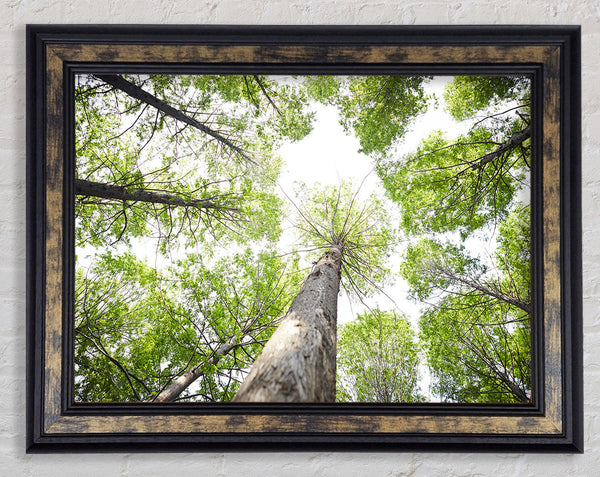 Up the tree to the skies Framed Print